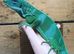 Fiji Iguana - Brachylophus bulabula