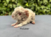 Gorgeous baby guinea pigs