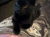 Domestic Short Hair For sale