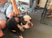 10 month old  female French bull dog