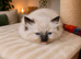 Ragdoll Kittens Looking for Loving Homes