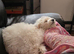Maltese bichon girl