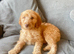 11 beautiful f1b Irish doodles (4 left)
