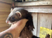 Micro eu ferrets 9 weeks old
