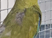 RARE Baby Elegant parrots
