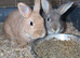 Bonded boys