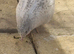 Button quails