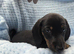 Miniature dachshund boy