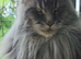 Beautiful Maine Coon princess