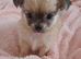 Ready 9th July Long coat chihuahua boys
