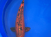 Koi carp, 53cm kin aka bekko