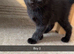 4 kittens for sale one tabby female 1 tabby male and 2 fully black males looking for forever homes!