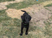 5 stunning Labrador puppies for sale