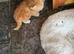 Siberian and chinchilla kittens