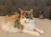 2 Beautiful female mainecoon kittens