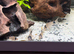 Panda corys + Plecos