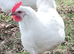 Chickens (POL)