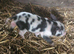 Kunekune piglets