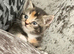 BRITISH SHORTHAIR X KITTENS FOR SALE