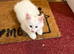 Maine coon