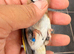 2025 goldfinch male