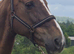 IRISH DRAUGHT MARE