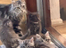 Excel Maine Coon kitten for sale