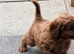 Gorgeous Cavapoo puppies 2 boys hereditary health tested clear. Ready now