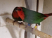 Lovely pair of young redfaced parrot finch for sale £100