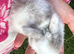 Beautiful mini lop babies