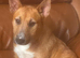 English Bull Terrier X Jack Russell Terrier Pups