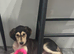 Saluki puppies