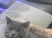 Male for rehoming