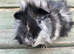 Gorgeous tufty baby boars