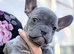 French bulldog girls