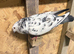 Pigeons- Highflyer