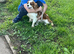 Health tested cavapoo