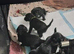 Bedlington Cross Puppies