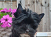 Beautiful Girl Black Yorkshire Terrier Pedigree