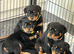 Rottweiler Puppies