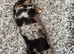 Pure-bred Mini Dachshund Puppies – Ready For Their Forever Homes!