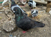 King Pigeons for Sale in Harlow