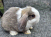 Mini lops for sale