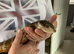 For sale Irian Jaya Blue Tongue