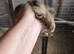 Male guinea pig