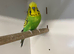 Budgies