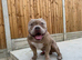 Male pocket bully