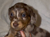 Miniature dachshund puppy’s