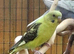 Beautiful Blackwing young budgie