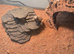 Baby bearded dragon